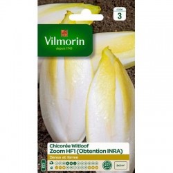 Chicorée Witloof ZOOM HF1 - VILMORIN