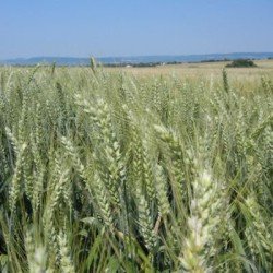 Blé tendre UBICUS AB COPSEED