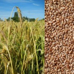 Triticale BILBOQUET AB non traité