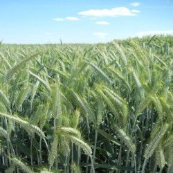 Triticale PRESLEY VIBRANCE GOLD