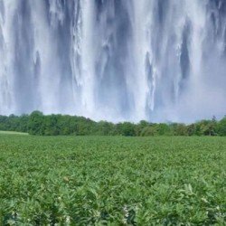 Féverole NIAGARA non traité