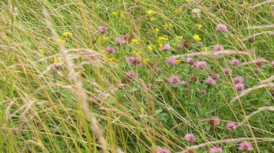 Les Mélanges prairies pour une agriculture durable