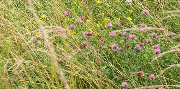 Les Mélanges prairies pour une agriculture durable