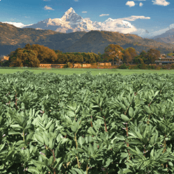 Féverole NEPAL PREPPER