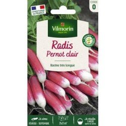 Radis PERNOT Clair - VILMORIN