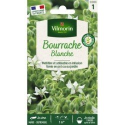 Bourrache Blanche - VILMORIN