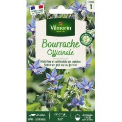 Bourrache Officinale - VILMORIN