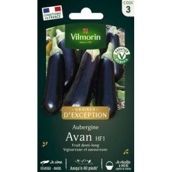 Aubergine AVAN HF1 - VILMORIN