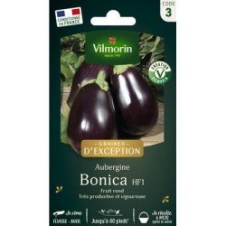 Aubergine BONICA HF1 - VILMORIN