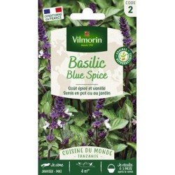 Basilic BLUE SPICE - VILMORIN