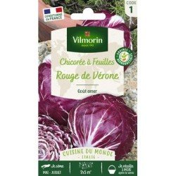 Chicorée à feuilles ROUGE DE VÉRONE - VILMORIN