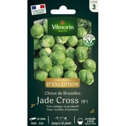 Chou de Bruxelles JADE CROSS HF1 - VILMORIN