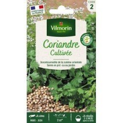 Coriandre Cultivée - VILMORIN