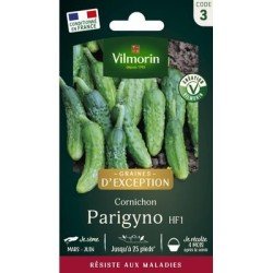 Cornichon PARIGYNO HF1 - VILMORIN