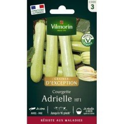 Courgette ADRIELLE HF1 - VILMORIN