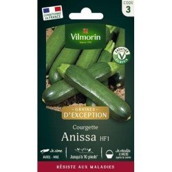 Courgette ANISSA HF1 - VILMORIN