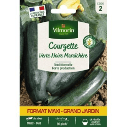 Courgette VERTE NOIRE MARAÎCHÈRE - VILMORIN