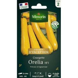 Courgette ORÉLIA HF1 - VILMORIN