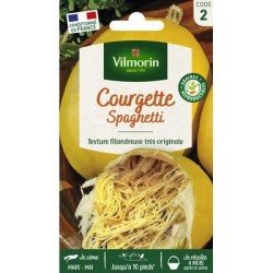 Courge VEGETABLE SPAGHETTI - VILMORIN