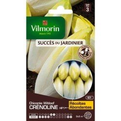 Chicorée Witloof CRÉNOLINE HF1 - VILMORIN