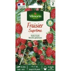 Fraisier SUPRÊME - VILMORIN