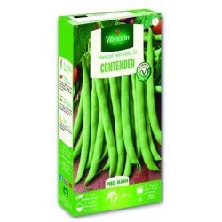 Haricot nain mangetout CONTENDER - VILMORIN