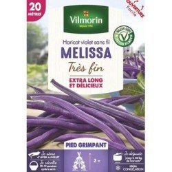 Haricot violet sans fil MELISSA - VILMORIN