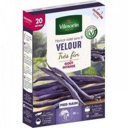 Conditionnement Haricot violet sans fil VELOUR - VILMORIN