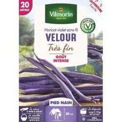 Haricot violet sans fil VELOUR - VILMORIN