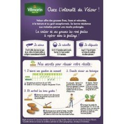 Haricot violet sans fil VELOUR - VILMORIN