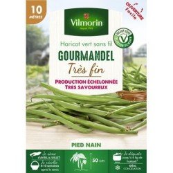 Haricot vert sans fil GOURMANDEL - VILMORIN