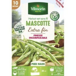 Haricot vert sans fil MASCOTTE - VILMORIN