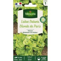 Laitue Batavia BLONDE DE PARIS - VILMORIN