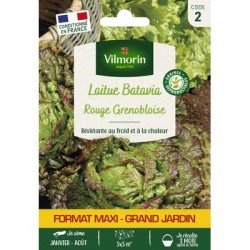 Laitue Batavia ROUGE GRENOBLOISE - VILMORIN