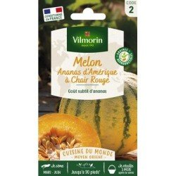 Melon ANANAS - VILMORIN