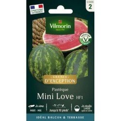 Pastèque MINI-LOVE HF1 - VILMORIN