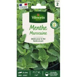 Menthe MAROCAINE - VILMORIN