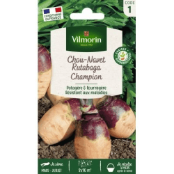 Rutabaga CHAMPION (à collet rouge) - VILMORIN