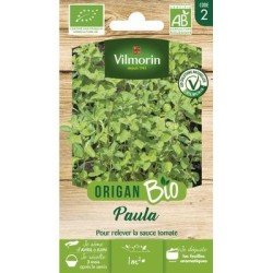 Origan PAULA BIO - VILMORIN