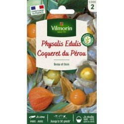 Physalis Edulis COQUERET DU PÉROU - VILMORIN