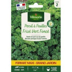 Persil Frisé VERT FONCÉ - VILMORIN