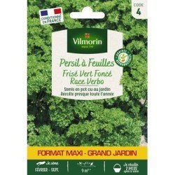 Persil Frisé VERT FONCÉ VERBO - VILMORIN