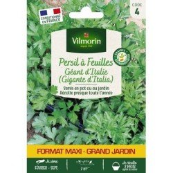 Persil GÉANT D'ITALIE - VILMORIN