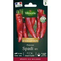 Piment Doux SPADI HF1 - VILMORIN