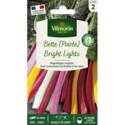 Poirée Bright Ligths - VILMORIN