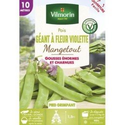 Pois mangetout GÉANT Á FLEUR VIOLETTE - VILMORIN