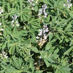 Lupin CELINA blanc non traité