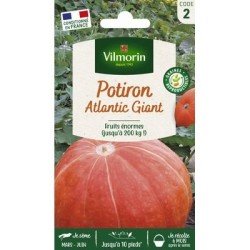 Potiron ATLANTIC GIANT - VILMORIN