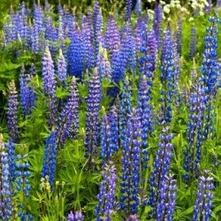 Lupin BOREGINE bleu AB non traité