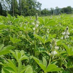 Lupin SULIMO blanc AB non traité